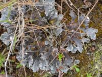 Peltigera rufescens Kärråkra, Hässleholm, Skåne, Sweden 20240702_0075