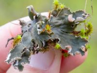 Peltigera rufescens Valenciagatan, Malmö, Skåne, Sweden 20241028_0026