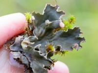 Peltigera rufescens Valenciagatan, Malmö, Skåne, Sweden 20241028_0030