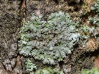 Phaeophyscia orbicularis Jägersro, Malmö, Skåne, Sweden 20240316_0057