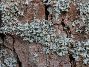 Physcia adscendens - Hjälmrosettlav