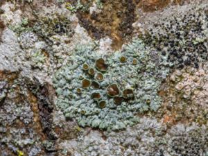 Physcia aipolia - Hoary Rosette Lichen - Rosettlav