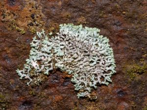 Physcia caesia - Blue-gray Rosette Lichen - Stoftlav