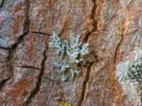 Physcia tenella B-skogen, Almåsa, Malmö, Skåne, Sweden 20230226_0012