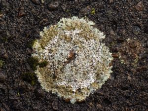 Protoparmeliopsis muralis - Stonewall Rim Lichen - Kvartslav