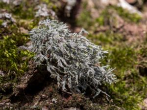 Ramalina farinacea - Mjölig brosklav