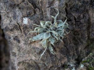 Ramalina fraxinea - Brosklav