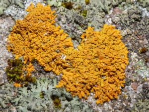 Rusavskia elegans - Elegant Sunburst Lichen - Praktlav