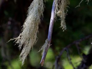 Usnea - Old Man's Beard - Skägglavar