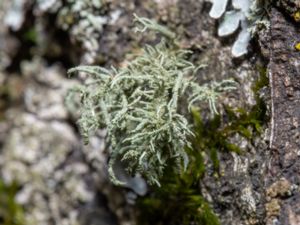 Usnea hirta - Luddig skägglav