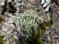 Usnea hirta Slottsparken, Malmö, Skåne, Sweden 20240422_0010