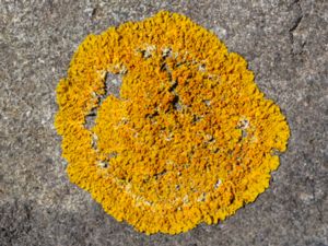 Xanthoria aureola - Seaside Sunburst Lichen - Kustvägglav