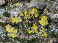 Xanthoria parietina Tygelsjö kyrka, Malmö, Skåne, Sweden 20230211_0198