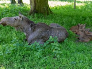 Alces alces - Eurasian Elk - Älg