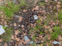 Alces alces faeces Nordkalottenleden Baktajavri-Pålnostugan-Boarrasacohkka, Kiruna, Torne lappmark, Lappland, Sweden 20150708_0829