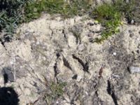 Alces alces track Lernacken, Malmö, Skåne, Sweden 20050623 216