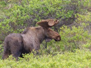 Alces americanus - American Moose - Amerikansk älg