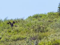 Alces americanus Council road-Safety Sound, Nome, Alaska, USA 20140621_0494