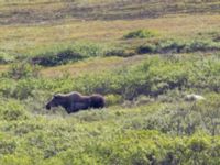 Ursus arctos et Alces americanus female Kougarok road, Nome, Alaska, USA 20140620_0462