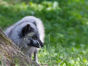 Alopex lagopus - Arctic Fox - Fjällräv