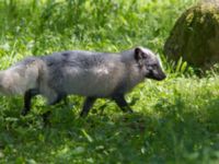 Alopex lagopus Skånes djurpark, Höör, Skåne, Sweden 20140609_0083