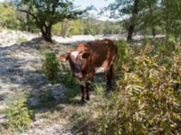 Bos taurus 1.5 km SSE Aderbiyevka, Krasnodar, Russia 20160911_0321