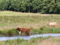 Bos taurus Axelsgård, Rammsjöstrand, Båstad, Skåne, Sweden 20170709_0134