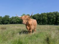 Bos taurus Kristinehof, Tomelilla, Skåne, Sweden 20130615-335