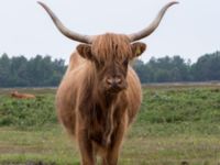 Bos taurus Skanörs ljung, Falsterbohalvön, Vellinge, Skåne, Sweden 20160617_0320