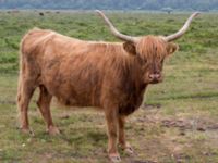 Bos taurus Skanörs ljung, Falsterbohalvön, Vellinge, Skåne, Sweden 20160617_0321