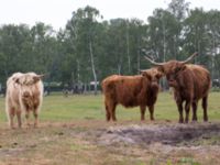 Bos taurus Skanörs ljung, Falsterbohalvön, Vellinge, Skåne, Sweden 20160617_0325