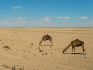 Camelus dromedarius - Dromedary - Dromedar