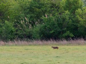 Canis aureus - Golden Jackal - Guldschakal