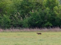 Canis aureus 1.2 km NW Nagebi, Kvemo Kartli, Georgia 20180429_3076