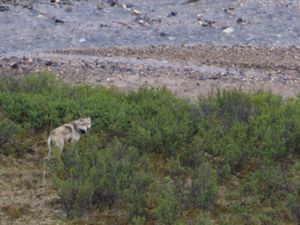 Canis lupus - Grey Wolf - Varg