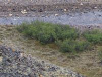 Canis lupus Polychrome Pass, Denali National Park, Alaska, USA 20140625_0017