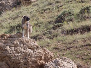 Canis lupus familiaris - Domestic Dog - Tamhund