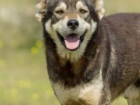 Canis familiaris Dalis Reservoir, Chachuna, Kakheti, Georgia 20180427_1110