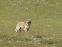 Canis familiaris Dalis Reservoir, Chachuna, Kakheti, Georgia 20180427_1112