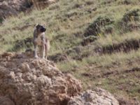 Canis lupus familiaris Ishak Pasha Palace, Turkey 20120703 157