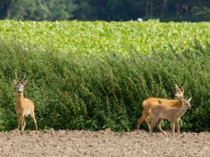 Capreolus capreolus - Roe Deer - Rådjur