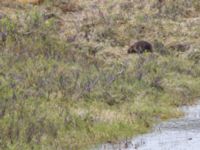 Castor canadensis Denali Highway, Alaska, USA 20140626_0141