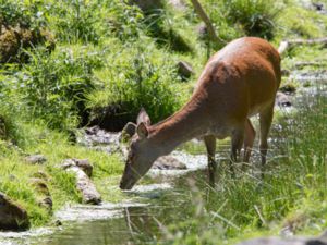 Cervus elaphus - Red Deer - Kronhjort