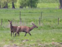 Cervus elaphus Klostersågen, Karups ängar, Lund, Skåne, Sweden 20130524B-3