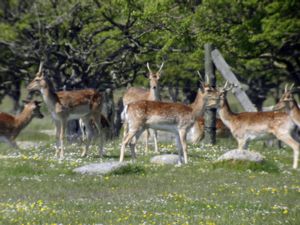 Dama dama - Fallow Deer - Dovhjort