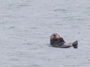 Enhydra lutris - Sea Otter - Havsutter