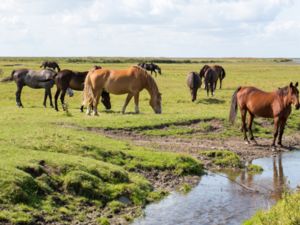 Equus ferus - Horse - Häst