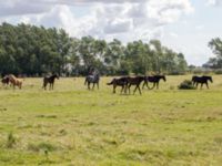 Equus ferus caballus Tygelsjö ängar, Malmö, Skåne, Sweden 20140824_0071