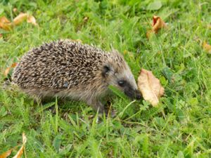 Erinaceus europaeus - Common Hedgehog - Igelkott