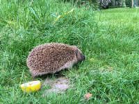 Erinaceus europaeus Norra Friluftsstaden, Malmö, Skåne, Sweden 20150613 IMG_2253